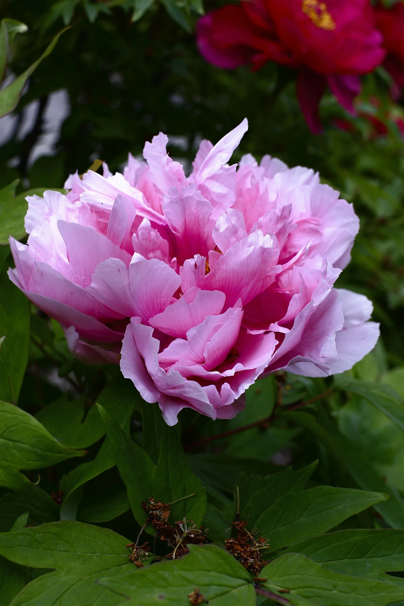 A beautiful pink peony blooming in the garden