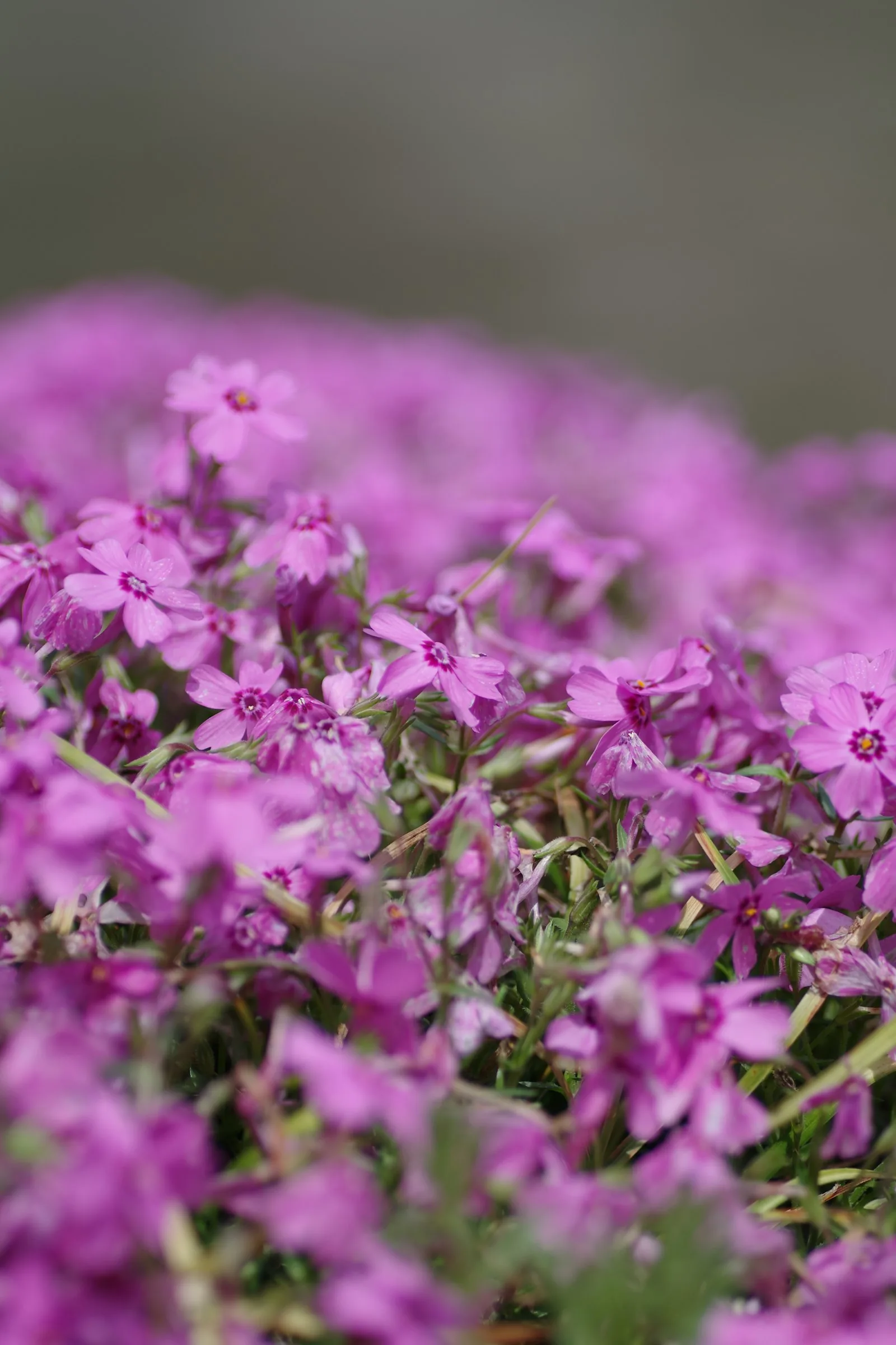 Vibrant pink phlox flowers bloom in a garden
