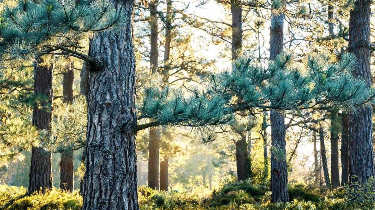 Mature eastern white pine trees Pinus strobus with long soft blue-green needle bundles and rough bark