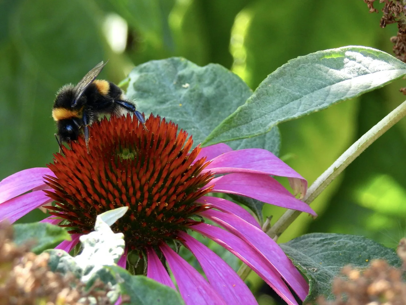 A bee sitting on top of a pink flower