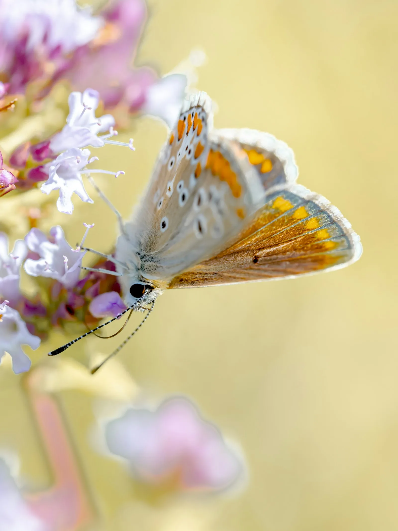 A butterfly drinks nectar from a flower
