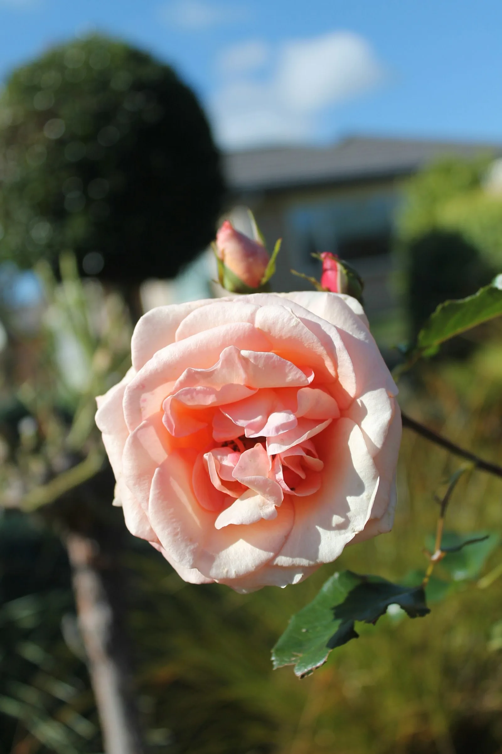 A delicate pink rose blooms in a garden setting