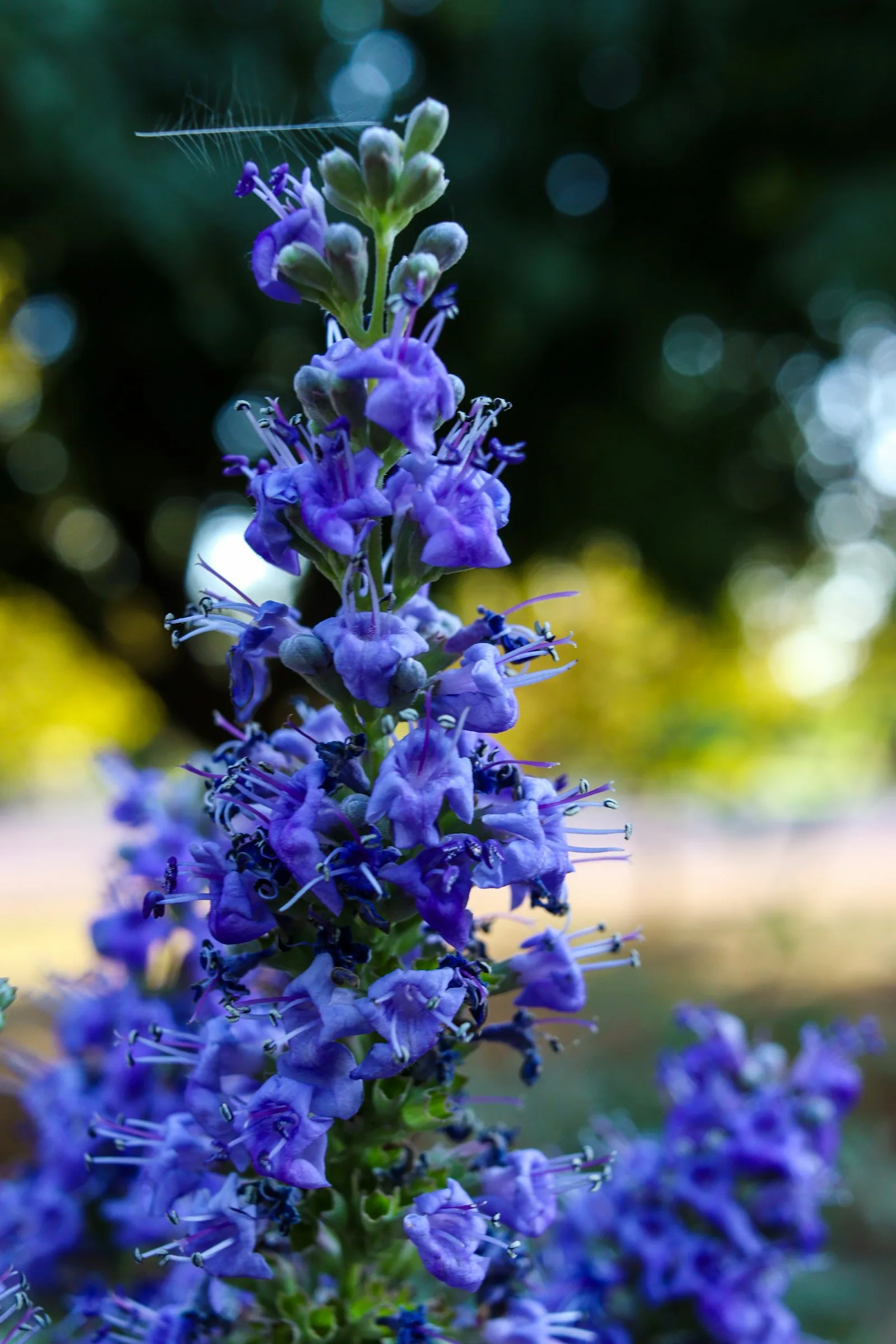 Close-up of a tall spike of purple flowers