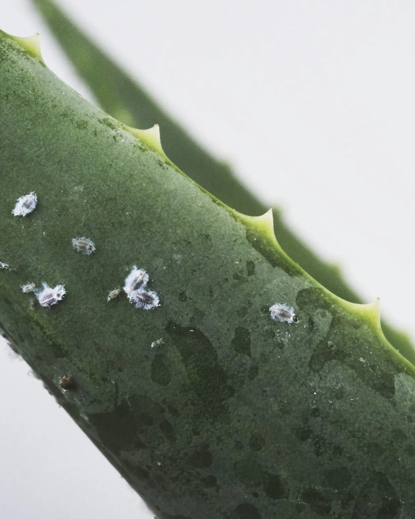 close-up of plant pest on stem
