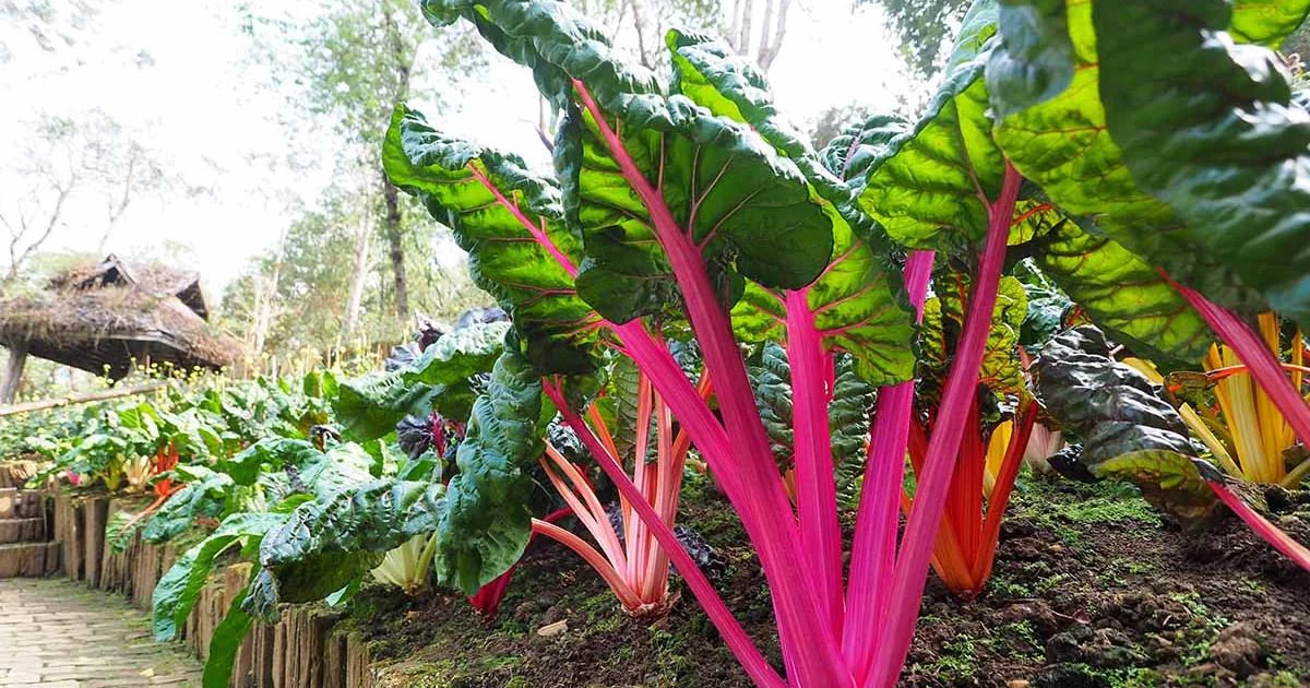 Rainbow swiss chard with bright red, yellow, and orange stems growing in a raised vegetable garden