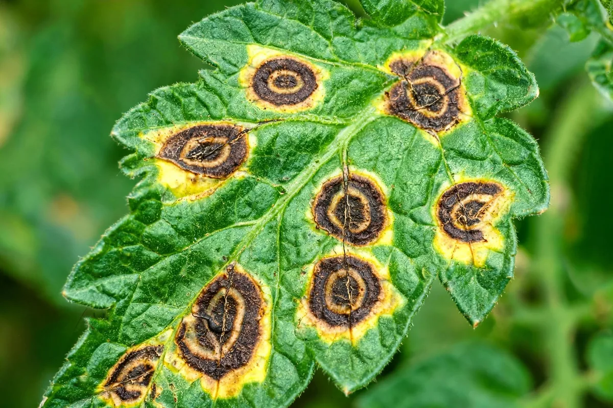 Tomato leaves with blight lesions