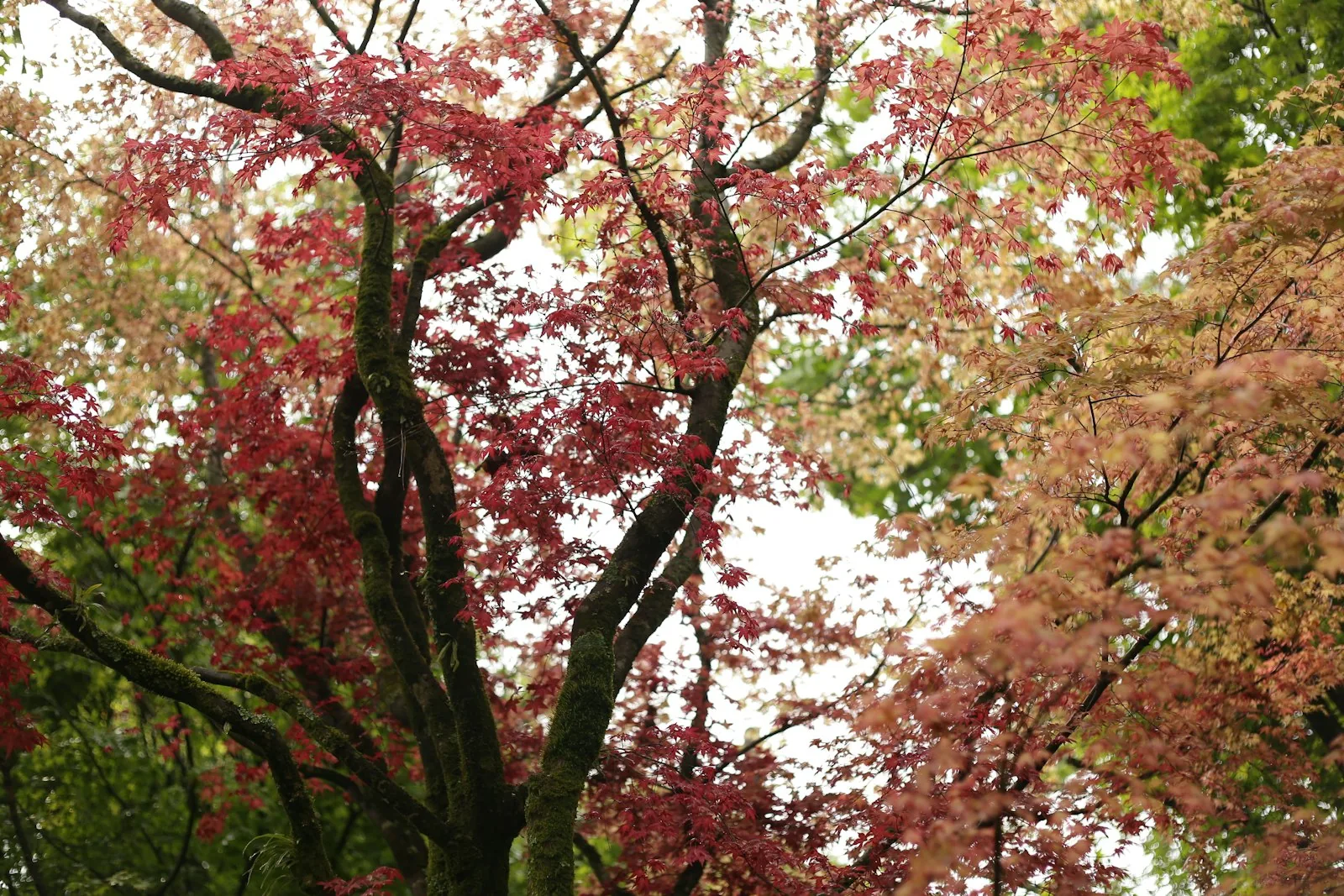 Twisted tree branches with autumn leaves