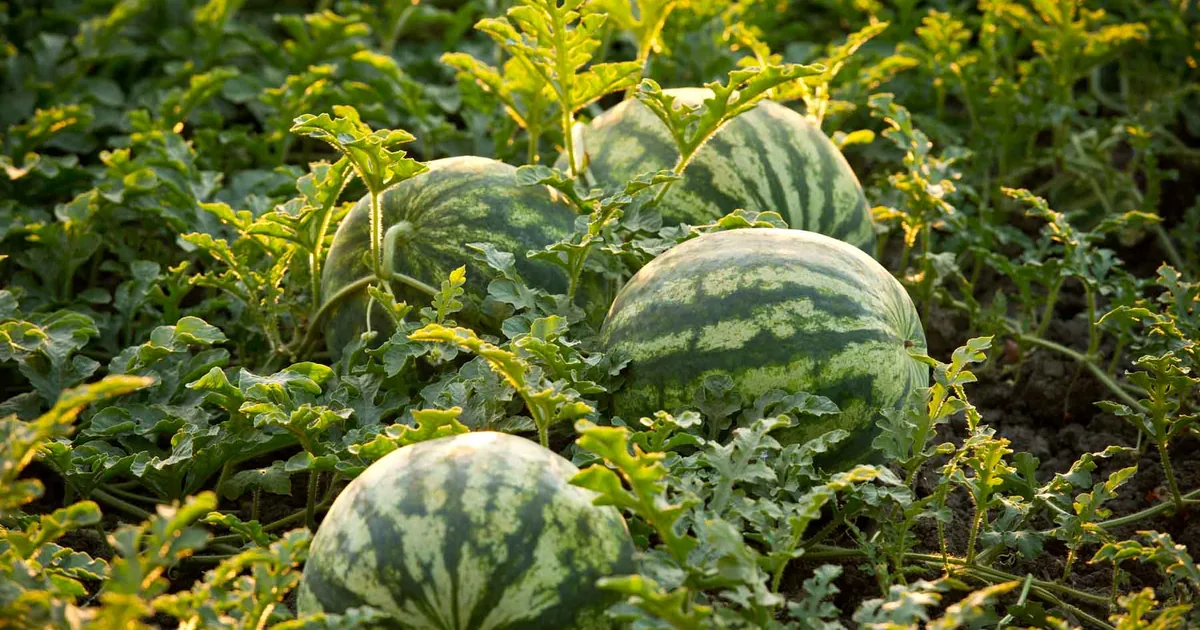 Large round watermelons ripening on the vine in a sunny home garden