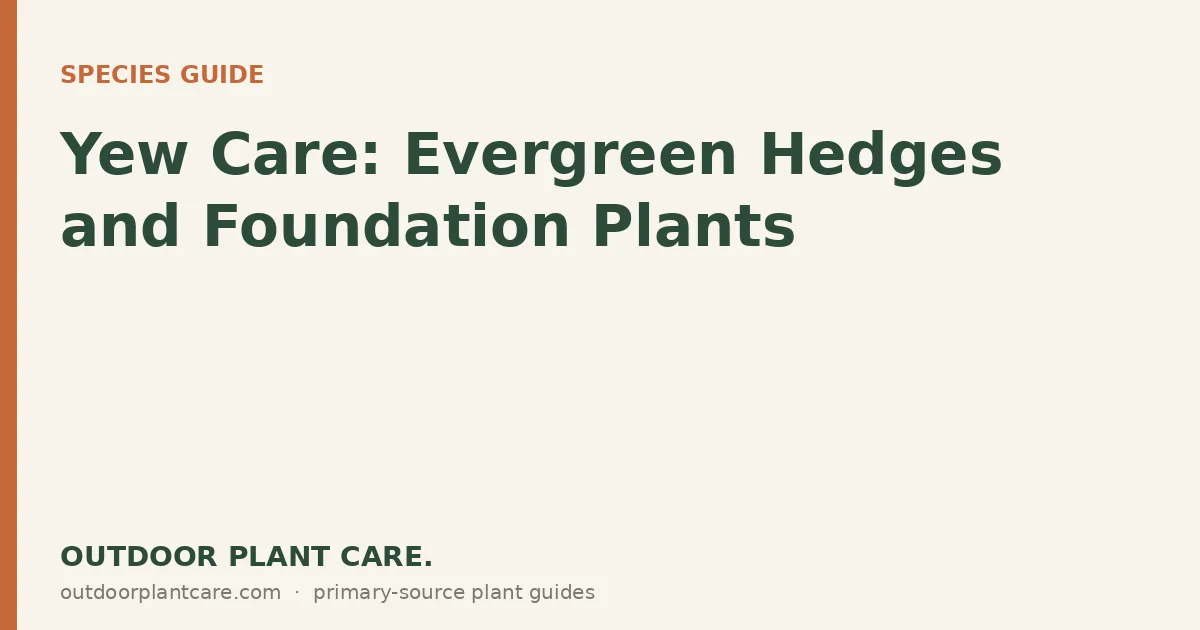 Dense dark green yew hedge clipped into formal shapes along a stone garden wall
